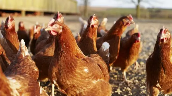 A doua șansă pentru „pensionarele” din ferme: Găinile ouătoare devin animale de companie în Marea Britanie