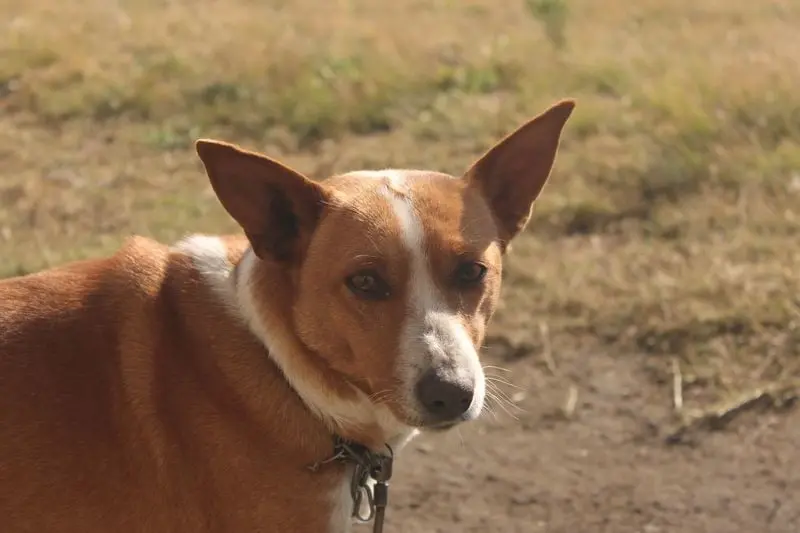 Tot ce trebuie să știi despre Basenji, câinele care nu latră și trăiește până la 18 ani
