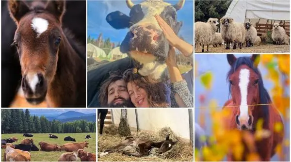 Un cuplu a vândut tot și a mutat din București în Bucovina: sanctuarul lor a devenit viral