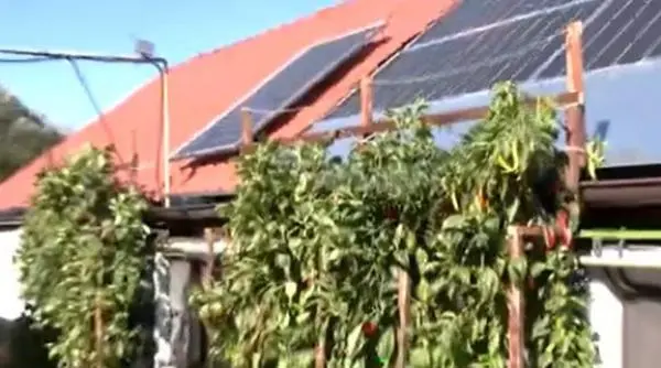 Lecția de horticultură din Vâlcea: Românul care și-a transformat zidul casei într-o grădină uriașă de legume