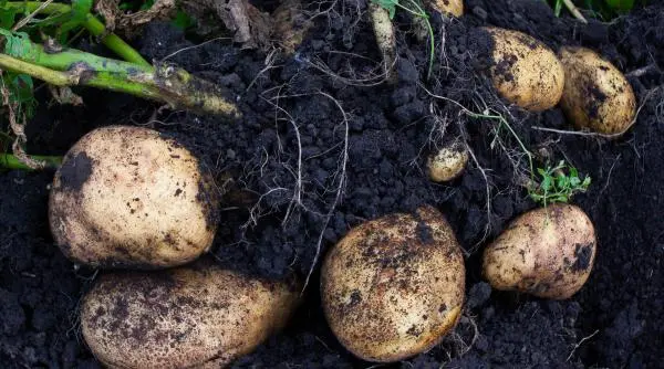 Vloggerul american cultivă cartofi în cutii Amazon – un experiment surprinzător